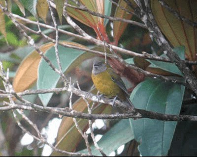 Olive-backed Tanager - ML201969341