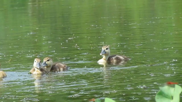  - Lesser Whistling-Duck