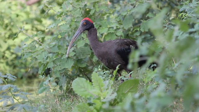  - Red-naped Ibis