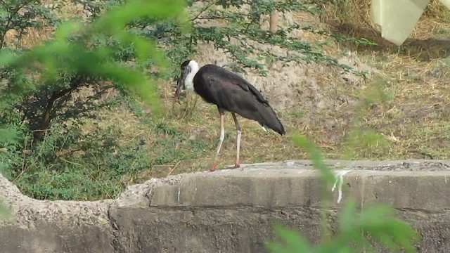 Asian Woolly-necked Stork - ML201969771