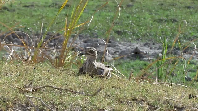 Indian Thick-knee - ML201969791