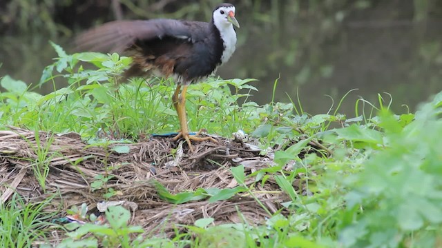 White-breasted Waterhen - ML201969801