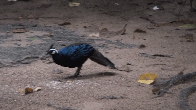Palawan Peacock-Pheasant - ML201970081