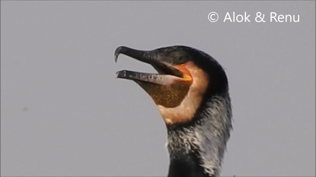 Great Cormorant (Eurasian) - ML201970311