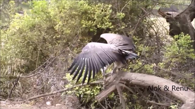 Indian Vulture - ML201970401
