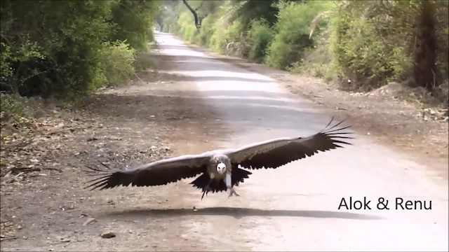 Indian Vulture - ML201970411