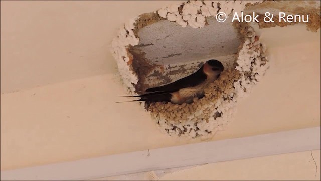Red-rumped Swallow (Red-rumped) - ML201970501