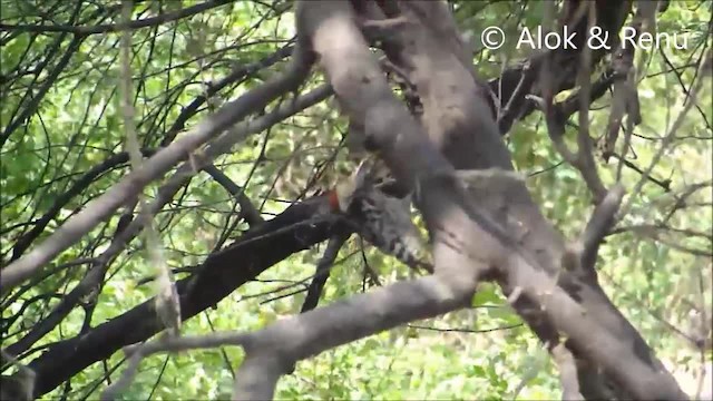Yellow-crowned Woodpecker - ML201970521