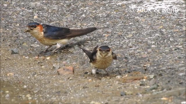 Red-rumped Swallow (Red-rumped) - ML201970581