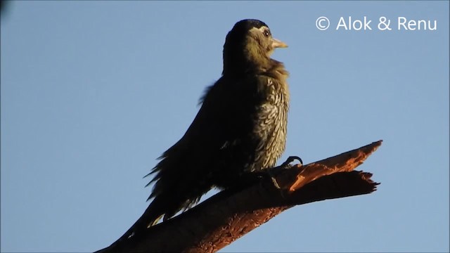 Scaly-bellied Woodpecker - ML201970691