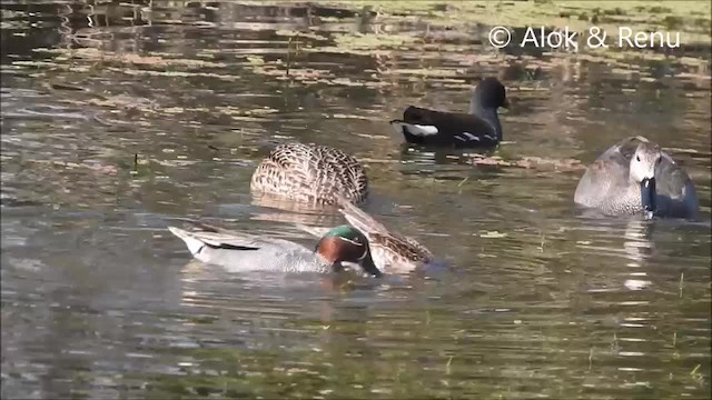 Green-winged Teal (Eurasian) - ML201970711