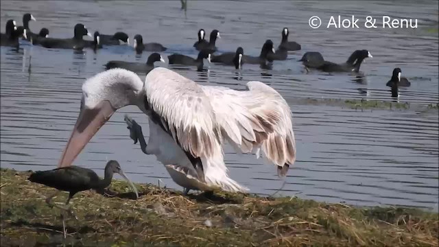 pelikán kadeřavý - ML201970831