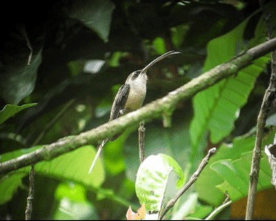 Длиннохвостый колибри-отшельник - ML201971001