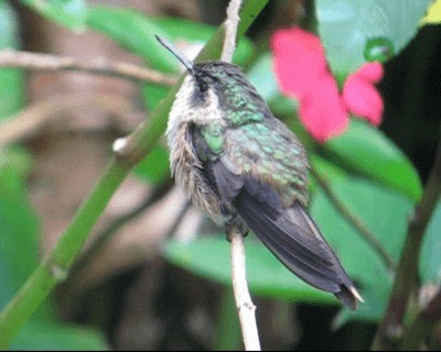 kolibřík venezuelský - ML201971171