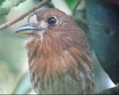 Moustached Puffbird - ML201971271