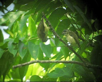 Scaled Piculet (Black-dotted) - ML201971391