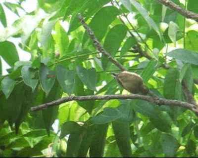Scaled Piculet (Black-dotted) - ML201971401