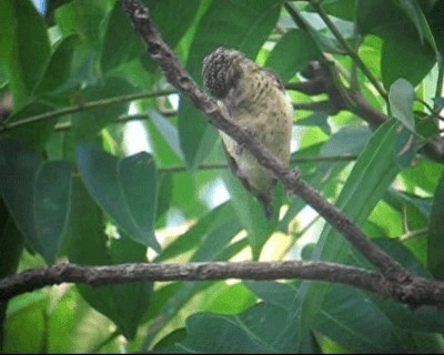 Scaled Piculet (Black-dotted) - ML201971411