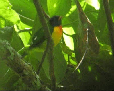  - Handsome Fruiteater