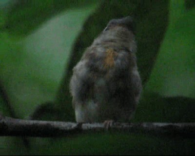  - White-crested Spadebill