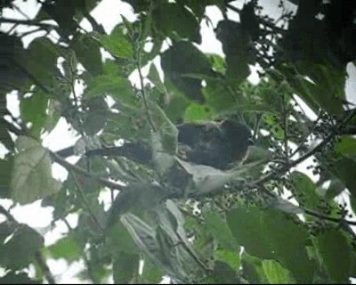 Black-capped Tanager - ML201971501