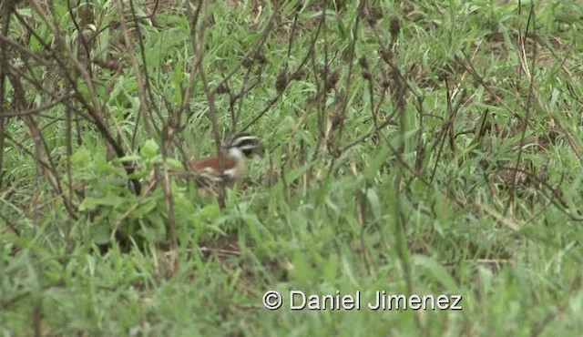 Golden-breasted Bunting - ML201971541