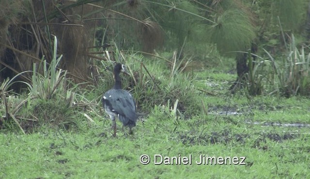 Spur-winged Goose (Northern) - ML201971571