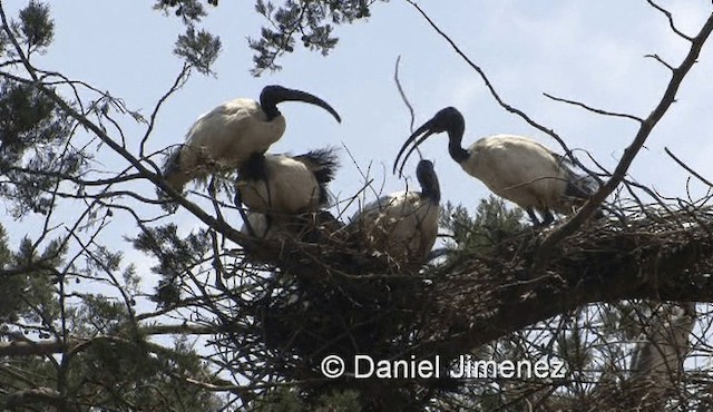  - African Sacred Ibis