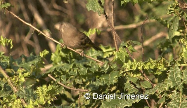 Thick-billed Seedeater - ML201971781