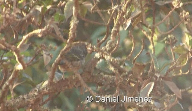 Thick-billed Seedeater - ML201971901
