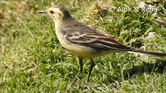 Citrine Wagtail (Black-backed) - ML201972201