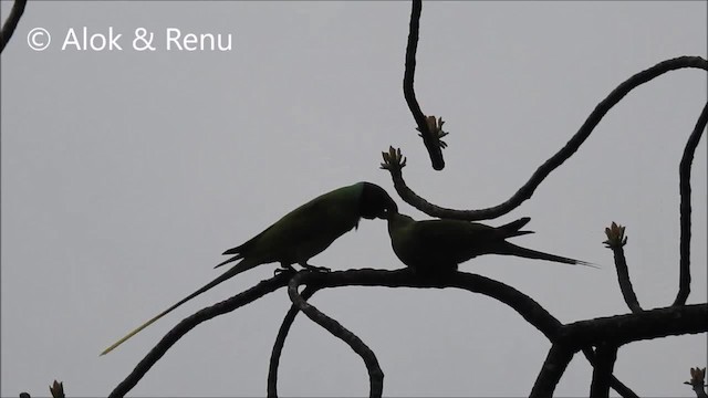 Гималайский кольчатый попугай - ML201972291