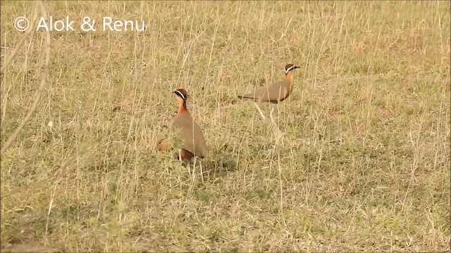  - Indian Courser