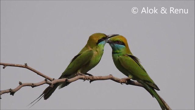 Asian Green Bee-eater - ML201972311