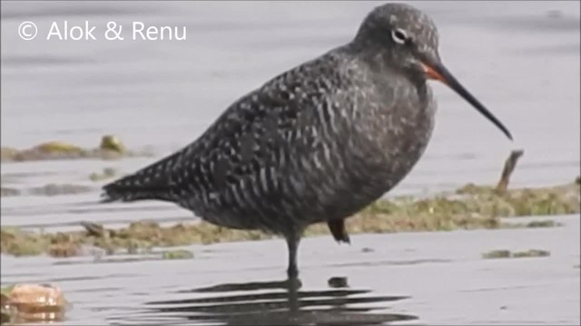 Spotted Redshank - ML201972341