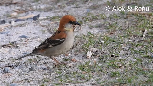  - Russet Sparrow