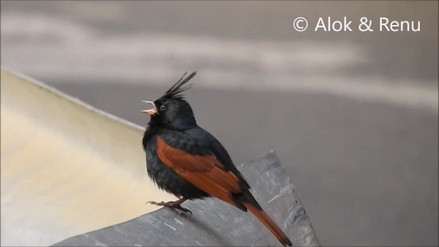 Crested Bunting - ML201972471
