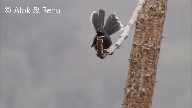 White-throated Fantail - ML201972481