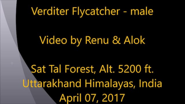 Verditer Flycatcher - ML201972531
