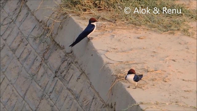 Wire-tailed Swallow - ML201972551