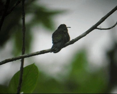kolibřík modrouchý (ssp. cyanotus/crissalis) - ML201973071