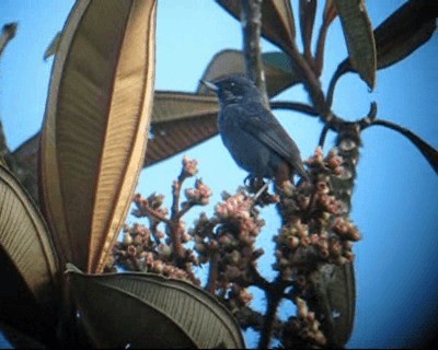  - Greater Flowerpiercer