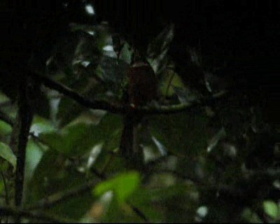 Желтоклювая якамара (albirostris) - ML201973581