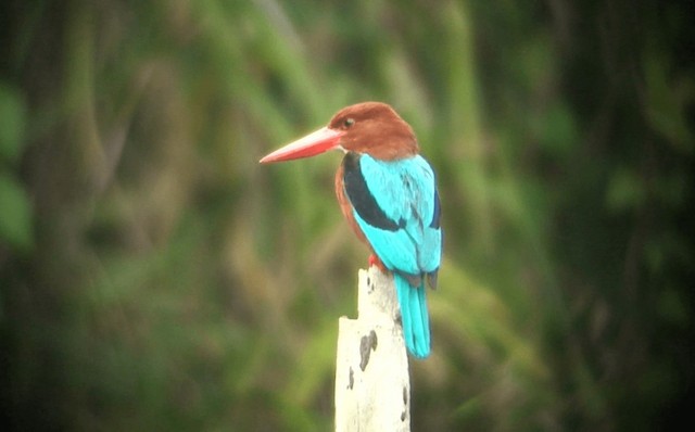 Brown-breasted Kingfisher - ML201973701