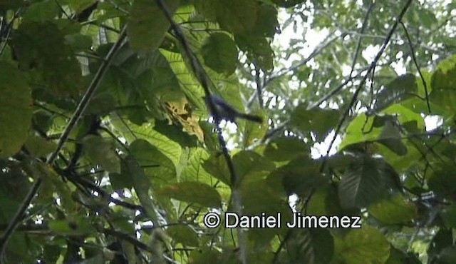 Short-crested Monarch - ML201974161
