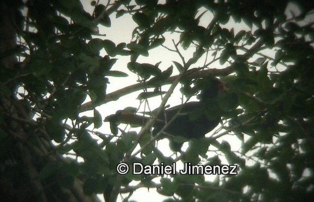 Mindanaohornvogel - ML201974251