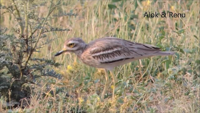 Indian Thick-knee - ML201974321