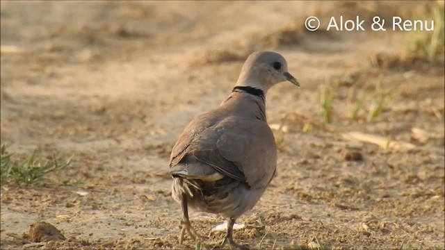 Red Collared-Dove - ML201974351