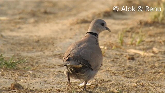 紅鳩 - ML201974351