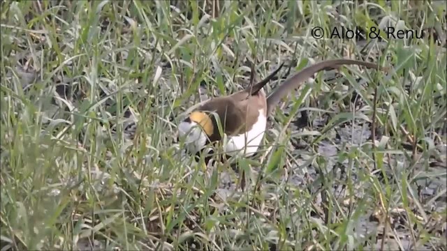 Pheasant-tailed Jacana - ML201974381